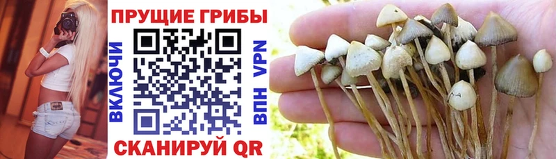 Галлюциногенные грибы GOLDEN TEACHER  где найти наркотики  Белгород 